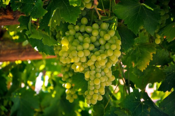 Thompson Grapes - Image 4