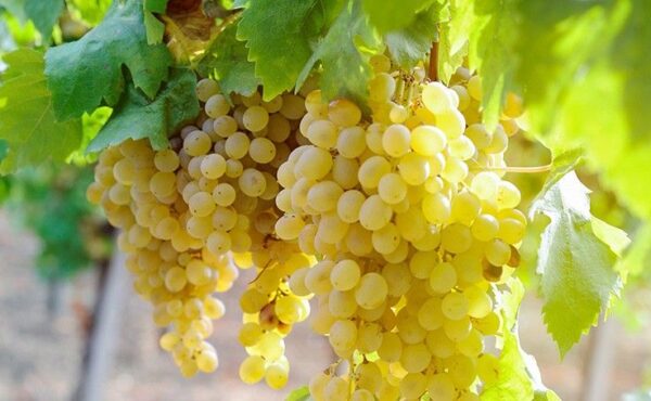 Chenin Grapes - Image 3