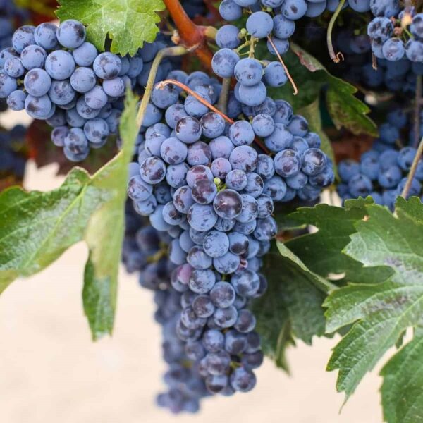 Shiraz Grapes - Image 2