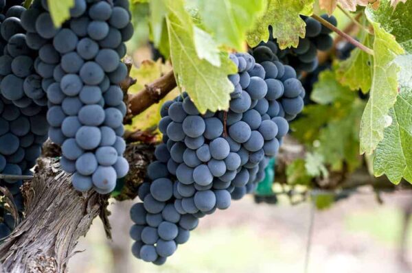 Tempranillo Grapes - Image 2