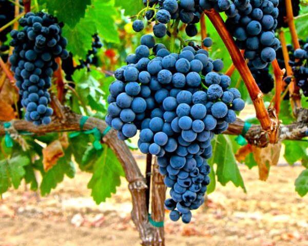 Shiraz Grapes - Image 3