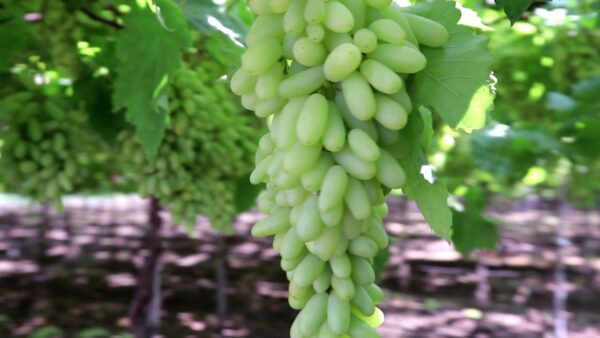 SSN Grapes - Image 3