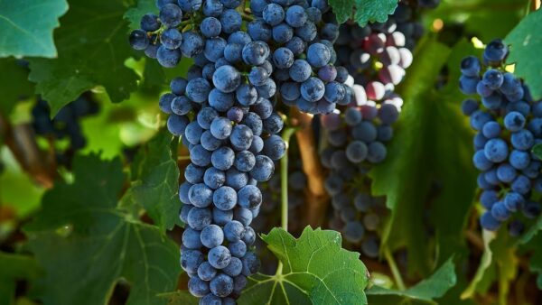 Zinfandel Grapes