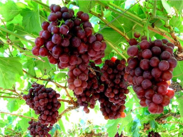 Crimson Grapes