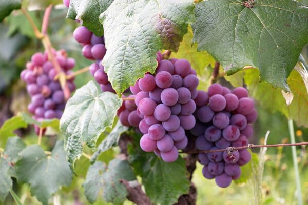 Shiraz Grapes