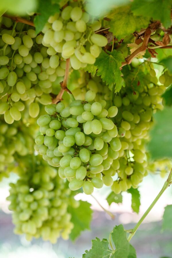 Thompson Grapes - Image 2