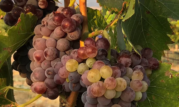 Grenache_Grapes