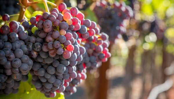 Grenache_Grapes1