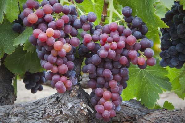 Grenache grapes2