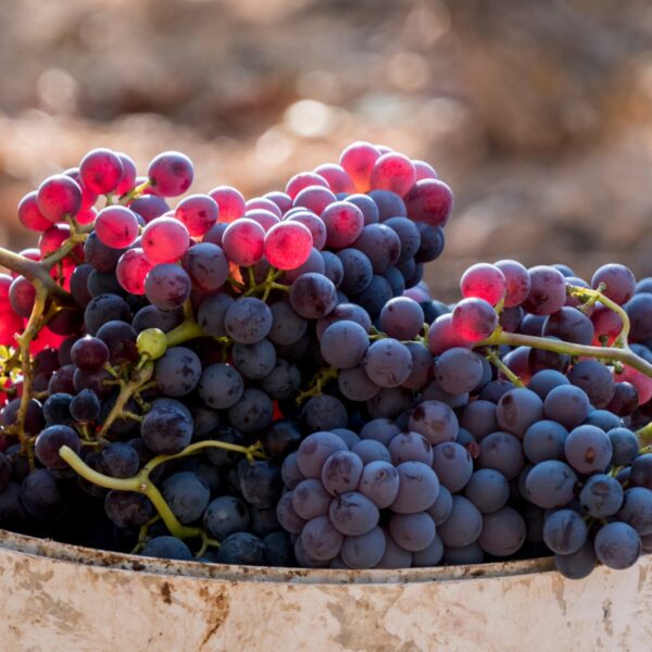 Grenache_Grapes3