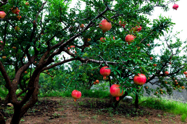 Pomegranate - Image 3