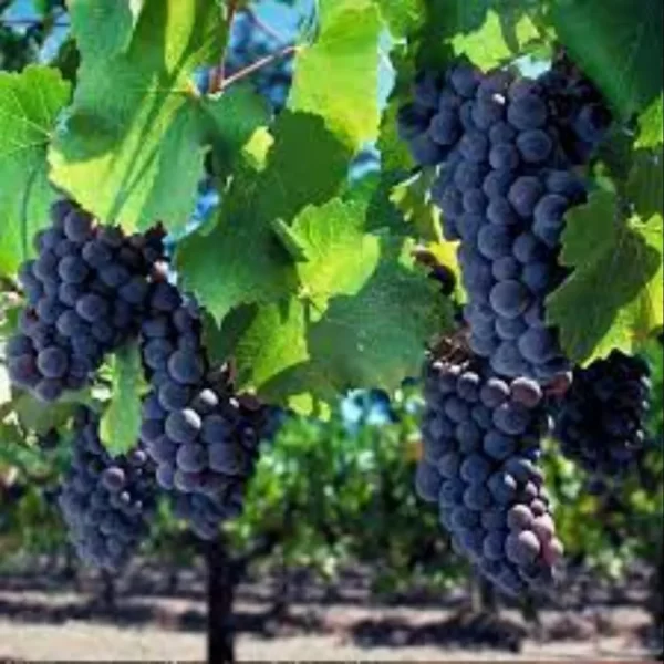 Zinfandel Grapes - Image 2