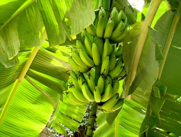 nature-fruit-plants-leaves