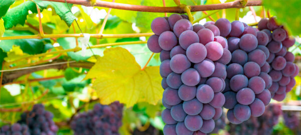 Purple Grapes - Image 3